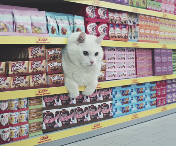supermarket_cats_t.jpg
